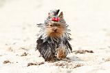 YORKSHIRE TERRIER 040